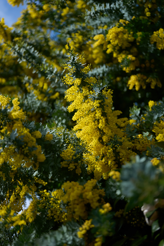 Photo Sample