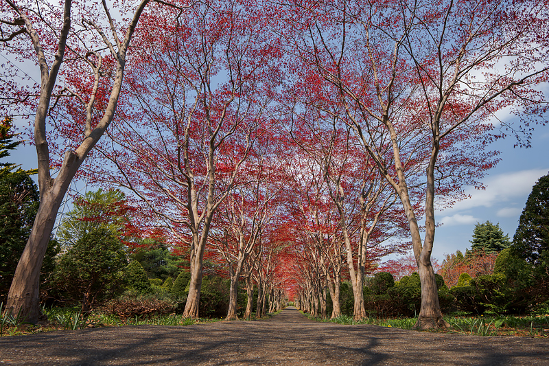 Photo Sample