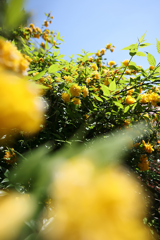 Photo Sample