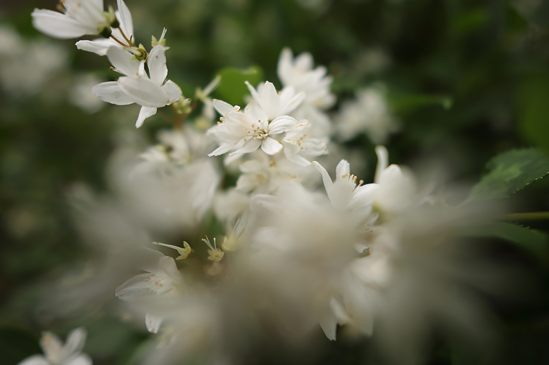 Photo Sample