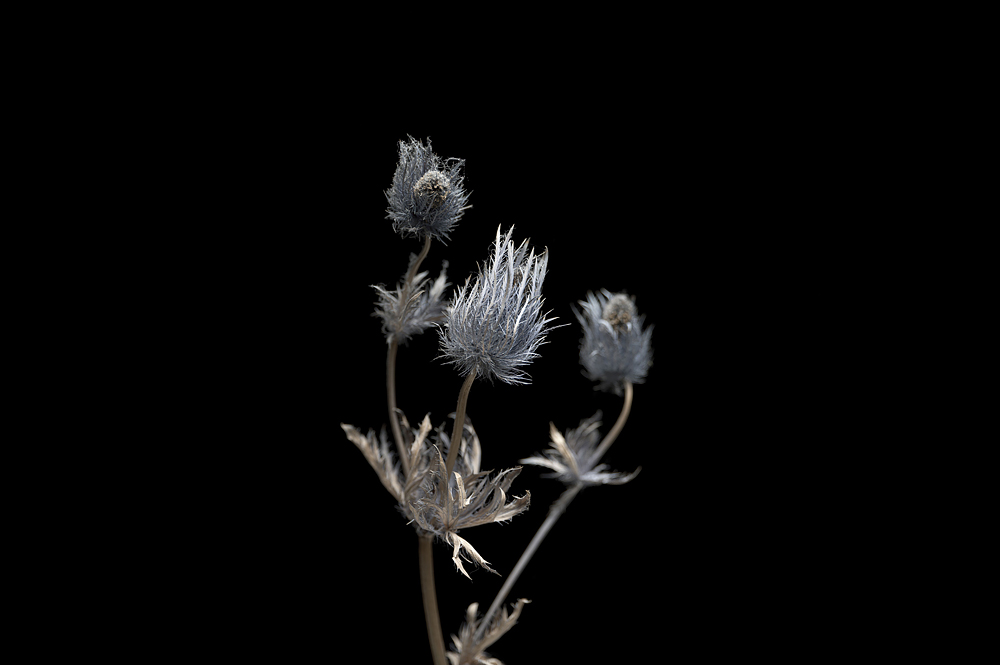 Photo Sample