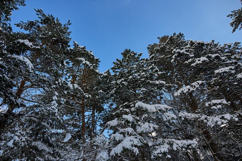 Photo Sample